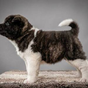 Američka Akita, kvalitetni štenci