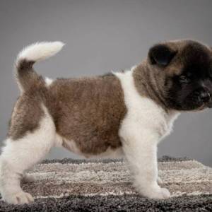 Američka Akita, kvalitetni štenci