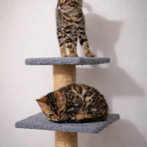 Bengalska mačka bengalski mačići