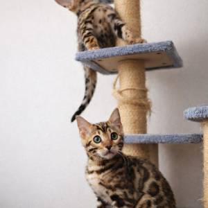 Bengalska mačka bengalski mačići