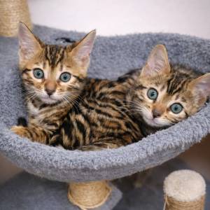 Bengalska mačka bengalski mačići