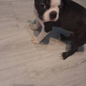 Boston Terijer ciskokrvni,uredni papiri