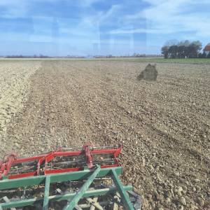 Drljača Jadranka 2.20m