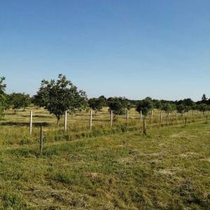 Eko voćnjaci Oraha 4.19 ha i 1.36 ha Podravske Sesvete – PRODAJA