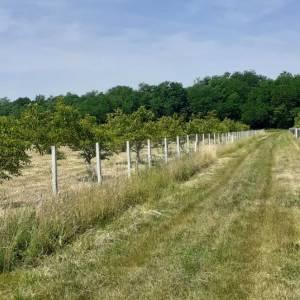 Eko voćnjaci Oraha 4.19 ha i 1.36 ha Podravske Sesvete – PRODAJA