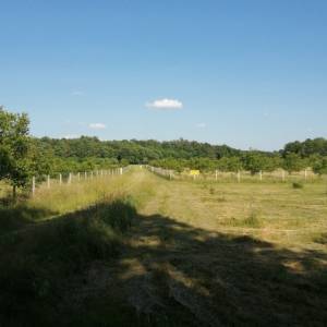 Eko voćnjaci Oraha 4.19 ha i 1.36 ha Podravske Sesvete – PRODAJA