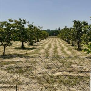 Eko voćnjaci Oraha 4.19 ha i 1.36 ha Podravske Sesvete – PRODAJA