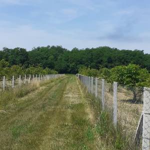 Eko voćnjaci Oraha 4.19 ha i 1.36 ha Podravske Sesvete – PRODAJA