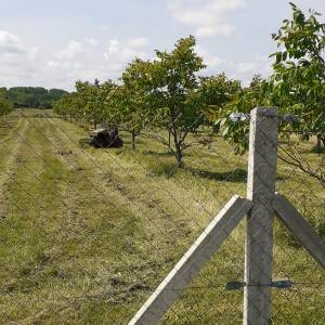 Eko voćnjaci Oraha 4.19 ha i 1.36 ha Podravske Sesvete – PRODAJA