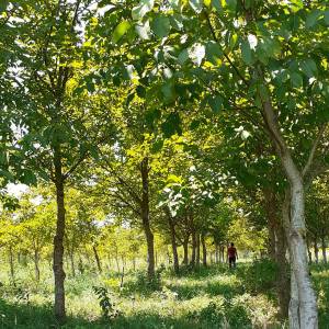 Eko voćnjaci Oraha 4.19 ha i 1.36 ha Podravske Sesvete – PRODAJA