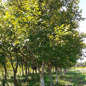 Eko voćnjaci Oraha 4.19 ha i 1.36 ha Podravske Sesvete – PRODAJA