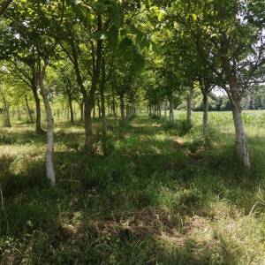 Eko voćnjaci Oraha 4.19 ha i 1.36 ha Podravske Sesvete – PRODAJA