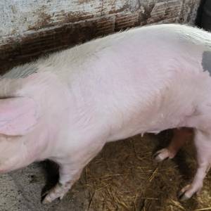 Krmaca +250kg  zamjena