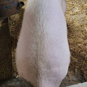 Krmaca +250kg  zamjena