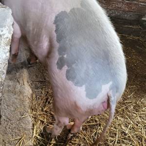 Krmaca +250kg  zamjena