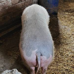 Krmaca +250kg  zamjena