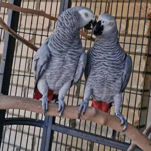Kućno dresirani afrički sivi papigi
