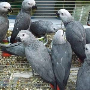 Kućno dresirani afrički sivi papigi