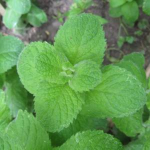 Menta jabuka sadnica