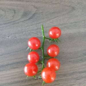 Mini cherry rajčica sjeme