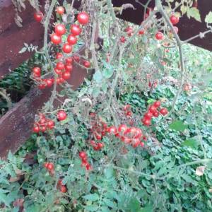 Mini cherry rajčica sjeme