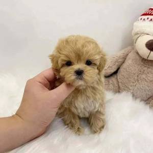 Prekrasni štenci Maltipooa