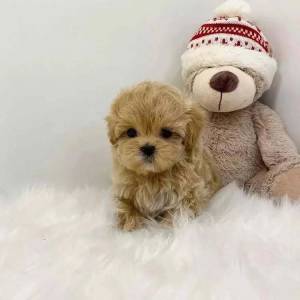 Prekrasni štenci Maltipooa