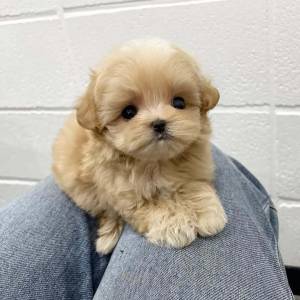 Prekrasni štenci Maltipooa