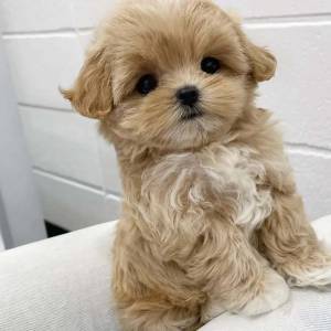 Prekrasni štenci Maltipooa