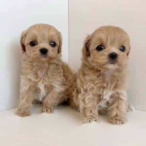 Prekrasni štenci Maltipooa