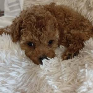 Prekrasni štenci patuljaste pudle