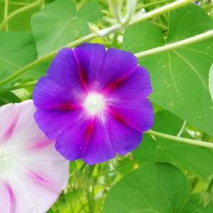 Prodajem sjeme CVIJEĆA iz ekološkog vrta, NAMJENA ZA MALE VRTOVE