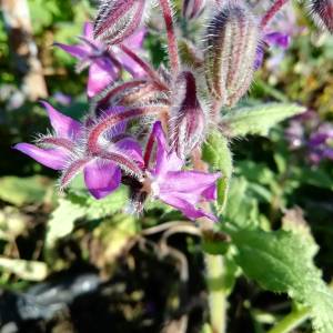 Prodajem sjeme CVIJEĆA iz ekološkog vrta, NAMJENA ZA MALE VRTOVE