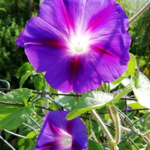 Prodajem sjeme CVIJEĆA iz ekološkog vrta, NAMJENA ZA MALE VRTOVE