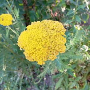 Prodajem sjeme CVIJEĆA iz ekološkog vrta, NAMJENA ZA MALE VRTOVE