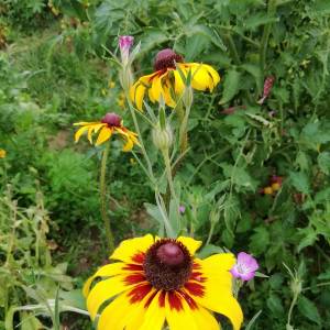 Prodajem sjeme CVIJEĆA iz ekološkog vrta, NAMJENA ZA MALE VRTOVE