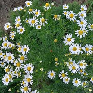 Prodajem sjeme CVIJEĆA iz ekološkog vrta, NAMJENA ZA MALE VRTOVE