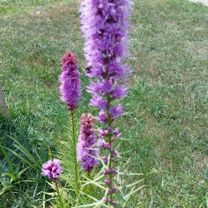 Prodajem sjeme CVIJEĆA iz ekološkog vrta, NAMJENA ZA MALE VRTOVE