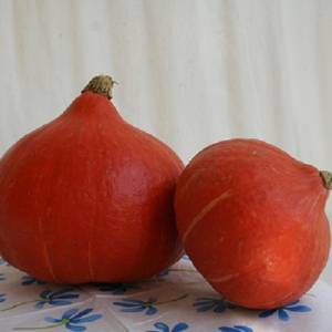 Prodajem sjeme POVRĆA iz ekološkog vrta, uzgojeno bez pesticida