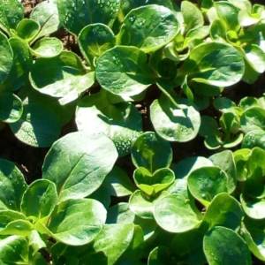 Prodajem sjeme POVRĆA iz ekološkog vrta, uzgojeno bez pesticida