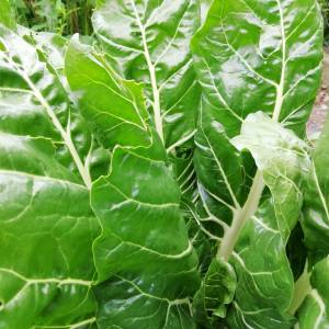 Prodajem sjeme POVRĆA iz ekološkog vrta, uzgojeno bez pesticida