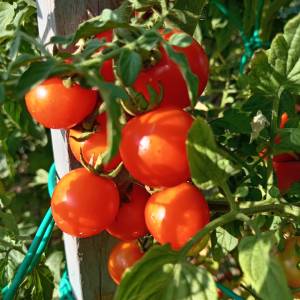 Prodajem sjeme POVRĆA iz ekološkog vrta, uzgojeno bez pesticida