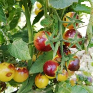 Prodajem sjeme POVRĆA iz ekološkog vrta, uzgojeno bez pesticida