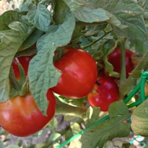 Prodajem sjeme POVRĆA iz ekološkog vrta, uzgojeno bez pesticida