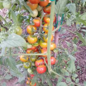 Prodajem sjeme POVRĆA iz ekološkog vrta, uzgojeno bez pesticida