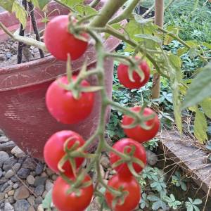 Prodajem sjeme POVRĆA iz ekološkog vrta, uzgojeno bez pesticida