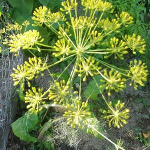 Prodajem sjeme POVRĆA iz ekološkog vrta, uzgojeno bez pesticida
