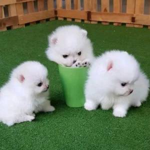 Štenci pomeranskog pomeranca