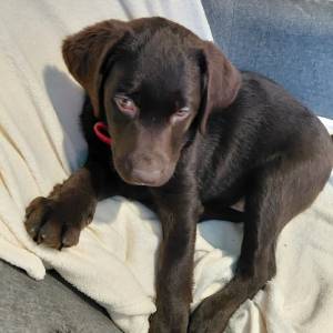 Štene čokoladni labrador starosti 2 i pol mjeseca