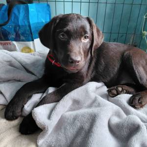 Štene čokoladni labrador starosti 2 i pol mjeseca